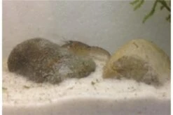 Kleinster Zwergflußkrebs - Cambarellus Diminutus - Paar + Handgemachte Krebshöhle -AQUATLATI Geschaft IMG 0482