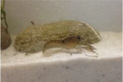 Kleinster Zwergflußkrebs - Cambarellus Diminutus - Paar + Handgemachte Krebshöhle -AQUATLATI Geschaft IMG 0485