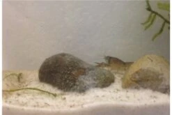 Kleinster Zwergflußkrebs - Cambarellus Diminutus - Paar + Handgemachte Krebshöhle -AQUATLATI Geschaft IMG 0486