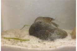 Kleinster Zwergflußkrebs - Cambarellus Diminutus - Paar + Handgemachte Krebshöhle -AQUATLATI Geschaft IMG 0487