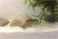 Kleinster Zwergflußkrebs - Cambarellus Diminutus - Paar + Handgemachte Krebshöhle -AQUATLATI Geschaft IMG 0488