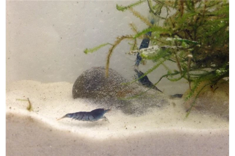 Tiger-Bundle: 10 X Blaue Tigergarnele, Caridina Cf. Cantonensis + Portion Javamoos 4 Tiger-Bundle: 10 X Blaue Tigergarnele, Caridina Cf. Cantonensis + Portion Javamoos - Image 2