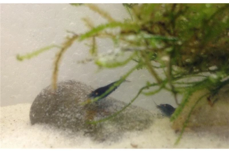 Tiger-Bundle: 10 X Blaue Tigergarnele, Caridina Cf. Cantonensis + Portion Javamoos 9 Tiger-Bundle: 10 X Blaue Tigergarnele, Caridina Cf. Cantonensis + Portion Javamoos - Image 7