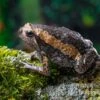Indischer Ochsenfrosch, Kaloula Pulchra -AQUATLATI Geschaft Indischer Ochsenfrosch Kaloula pulchra 1