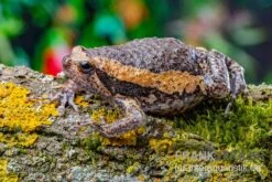 Indischer Ochsenfrosch, Kaloula Pulchra -AQUATLATI Geschaft Indischer Ochsenfrosch Kaloula pulchra 2