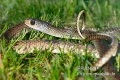 Indo-Chinesische Rattenschlange, Ptyas Korros