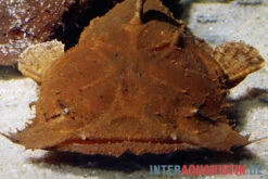 Indonesischer Großmaulwels, Chaca Bankanensis -AQUATLATI Geschaft Indonesischer Grossmaulwels Chaca bankanensis 2