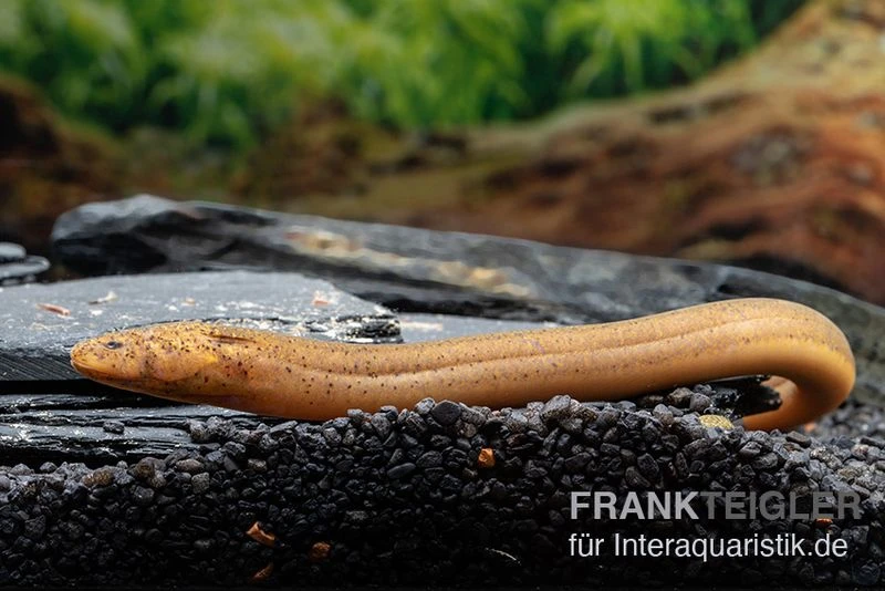 Indonesischer Kurzflossen-Aal, Anguilla Bicolor 2 Indonesischer Kurzflossen-Aal, Anguilla Bicolor