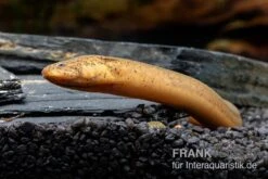 AQUATLATI Geschaft 4 AQUATLATI Geschaft -AQUATLATI Geschaft Indonesischer Kurzflossen Aal Anguilla bicolor neu 2