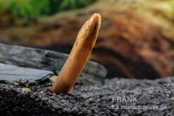 Indonesischer Kurzflossen-Aal, Anguilla Bicolor 6 Indonesischer Kurzflossen-Aal, Anguilla Bicolor -AQUATLATI Geschaft Indonesischer Kurzflossen Aal Anguilla bicolor neu 3