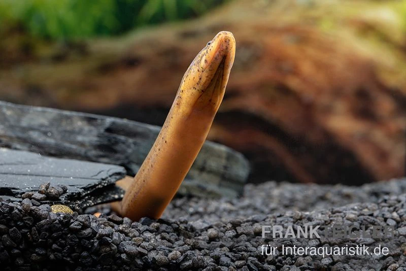 Indonesischer Kurzflossen-Aal, Anguilla Bicolor 4 Indonesischer Kurzflossen-Aal, Anguilla Bicolor - Image 3