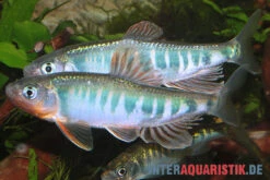 Japanischer Drachenfisch, Zacco Platypus (Kaltwasser & Warmwasser), 7-10 Cm 9 Japanischer Drachenfisch, Zacco Platypus (Kaltwasser & Warmwasser), 7-10 Cm -AQUATLATI Geschaft Japanischer Drachenfisch Zacco platypus neu 1