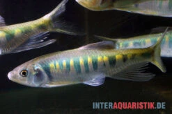 Japanischer Drachenfisch, Zacco Platypus (Kaltwasser & Warmwasser), 7-10 Cm 8 Japanischer Drachenfisch, Zacco Platypus (Kaltwasser & Warmwasser), 7-10 Cm -AQUATLATI Geschaft Japanischer Drachenfisch Zacco platypus neu 2