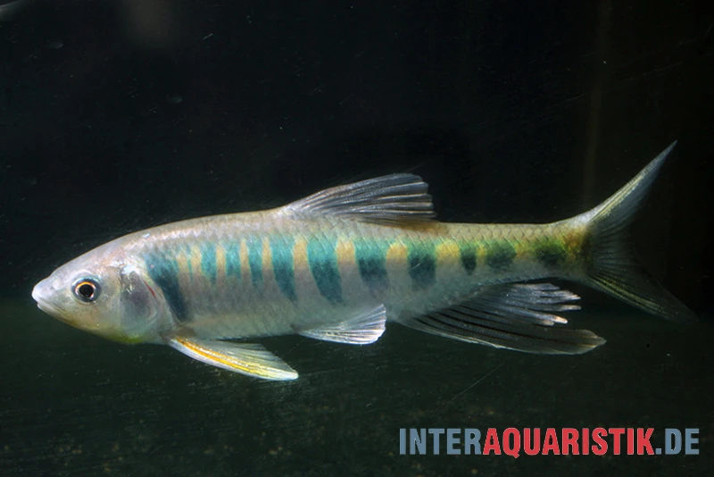 Japanischer Drachenfisch, Zacco Platypus (Kaltwasser & Warmwasser), 7-10 Cm 4 Japanischer Drachenfisch, Zacco Platypus (Kaltwasser & Warmwasser), 7-10 Cm - Image 2