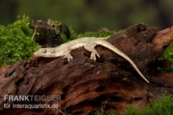 Jungferngecko, Lepidodactylus Lugubris 7 Jungferngecko, Lepidodactylus Lugubris -AQUATLATI Geschaft Jungferngecko Lepidodactylus lugubris1