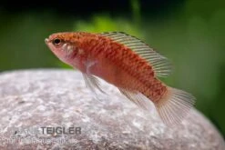 Kajal-Zwergblaubarsch, Dario Kajal (paarweise) -AQUATLATI Geschaft Kajal Zwergblaubarsch Dario kajal 3