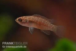 Kajal-Zwergblaubarsch, Dario Kajal (paarweise) -AQUATLATI Geschaft Kajal Zwergblaubarsch Dario kajal 4