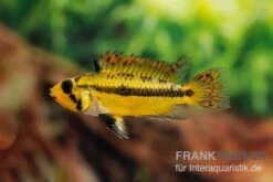 Kakaduzwergbuntbarsch Rot, Apistogramma Cacatuoides, Paarweise -AQUATLATI Geschaft Kakaduzwergbuntbarsch rot Apistogramma cacatuoides paarweise 3
