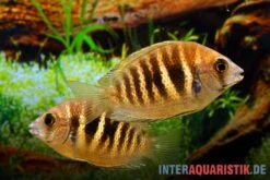 Kanara Buntbarsch, Etroplus Canarensis