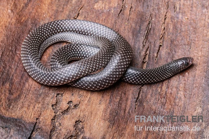 Kap-Wolfsnatter, Lycophidion Capense 3 Kap-Wolfsnatter, Lycophidion Capense