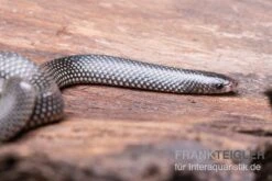 Kap-Wolfsnatter, Lycophidion Capense 6 Kap-Wolfsnatter, Lycophidion Capense -AQUATLATI Geschaft Kap Wolfsnatter Lycophidion capense 2 neu