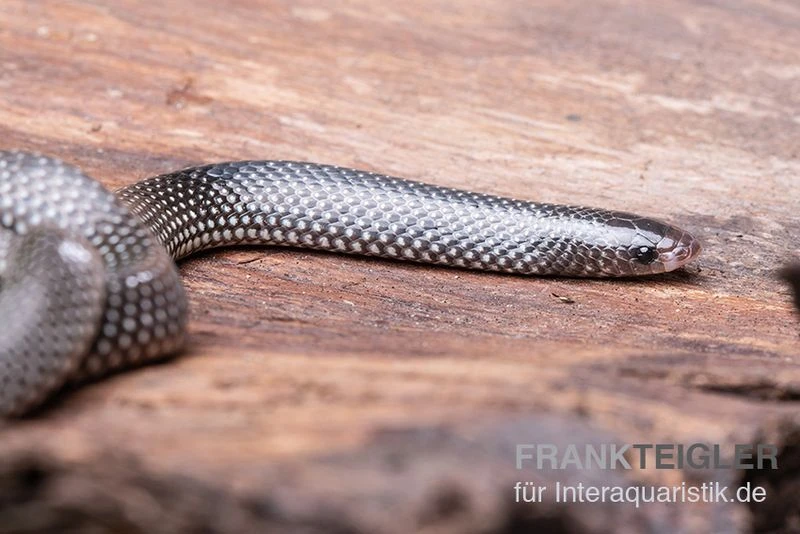 Kap-Wolfsnatter, Lycophidion Capense 4 Kap-Wolfsnatter, Lycophidion Capense - Image 2