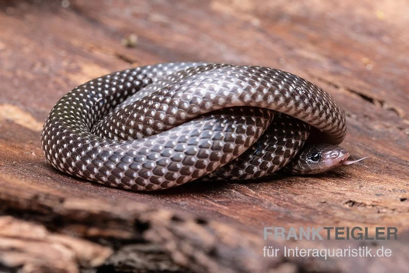 Kap-Wolfsnatter, Lycophidion Capense 5 Kap-Wolfsnatter, Lycophidion Capense - Image 3