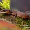 Katzengecko, Aeluroscalabotes Felinus -AQUATLATI Geschaft Katzengecko Aeluroscalabotes felinus 1