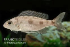 Kigoma-Fadenmaulbrüter, Cyathopharynx Furcifer KIGOMA, DNZ