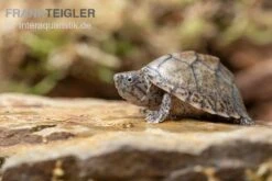 Gekielte Moschusschildkröte, Kinosternon Carinatum -AQUATLATI Geschaft Kinosternon carinatum