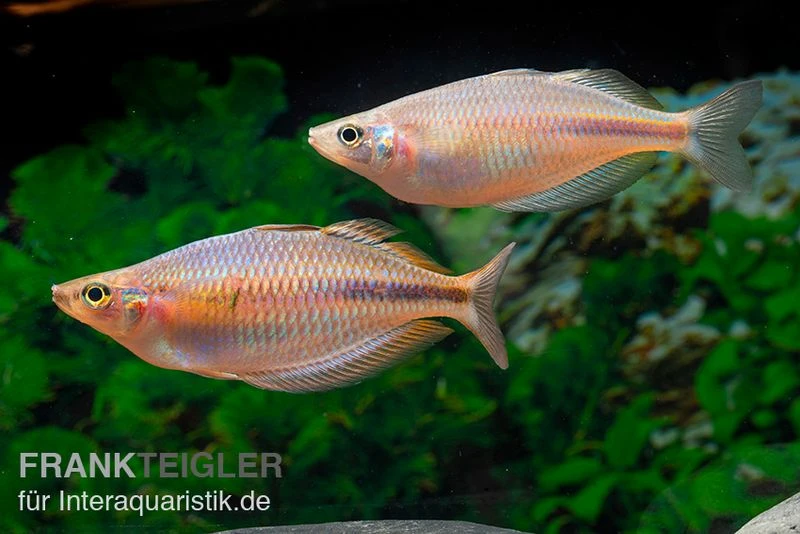 Kiura-Regenbogenfisch, Melanotaenia Cf. Goldiei "Kiura", 5 Tiere 4 Kiura-Regenbogenfisch, Melanotaenia Cf. Goldiei "Kiura", 5 Tiere - Image 2