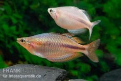 Kiura-Regenbogenfisch, Melanotaenia Cf. Goldiei "Kiura", 5 Tiere 9 Kiura-Regenbogenfisch, Melanotaenia Cf. Goldiei "Kiura", 5 Tiere -AQUATLATI Geschaft Kiura Regenbogenfisch Melanotaenia cf goldiei Kiura 2 Paare 2