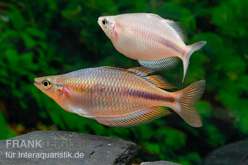 Kiura-Regenbogenfisch, Melanotaenia Cf. Goldiei "Kiura", 5 Tiere 5 Kiura-Regenbogenfisch, Melanotaenia Cf. Goldiei "Kiura", 5 Tiere - Image 3