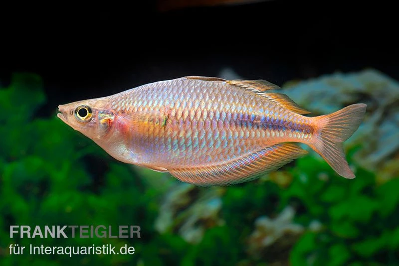 Kiura-Regenbogenfisch, Melanotaenia Cf. Goldiei "Kiura", 5 Tiere 6 Kiura-Regenbogenfisch, Melanotaenia Cf. Goldiei "Kiura", 5 Tiere - Image 4