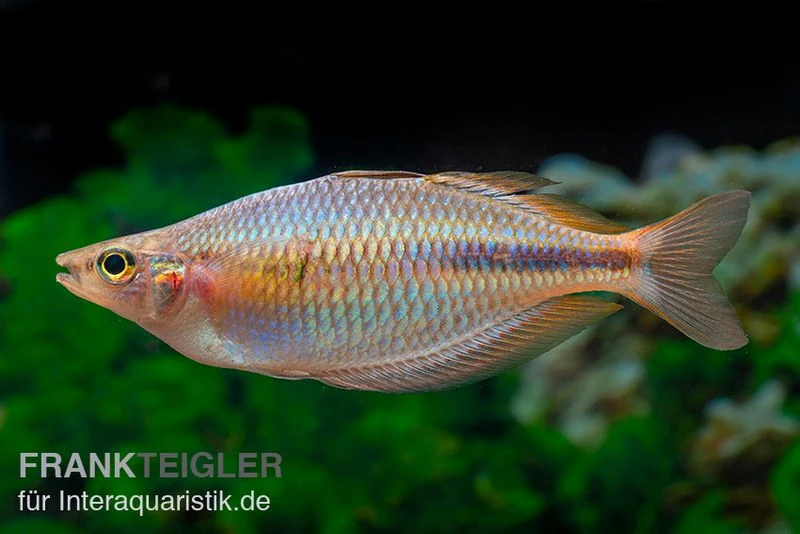 Kiura-Regenbogenfisch, Melanotaenia Cf. Goldiei "Kiura", 5 Tiere 3 Kiura-Regenbogenfisch, Melanotaenia Cf. Goldiei "Kiura", 5 Tiere