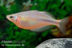 Kiura-Regenbogenfisch, Melanotaenia Cf. Goldiei "Kiura", 5 Tiere 11 Kiura-Regenbogenfisch, Melanotaenia Cf. Goldiei "Kiura", 5 Tiere -AQUATLATI Geschaft Kiura Regenbogenfisch Melanotaenia cf goldiei Kiura 2 Paare 5