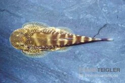 Kleiner Borneo Flossensauger, Pseudogastromyzon Ctenocephalus, 3er Gruppe -AQUATLATI Geschaft Kleiner Borneo Flossensauger Pseudogastromyzon ctenocephalus 3 Stueck