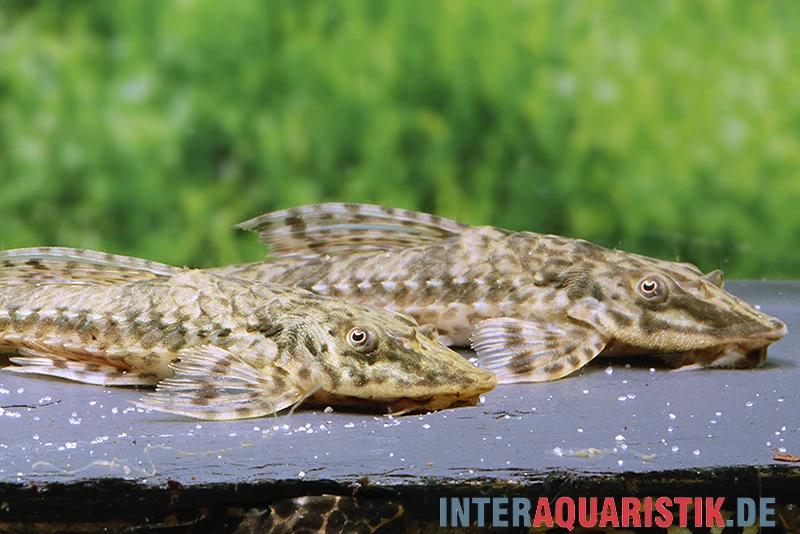 Kleiner Hexenwels, Rineloricaria Parva 4 Kleiner Hexenwels, Rineloricaria Parva - Image 2