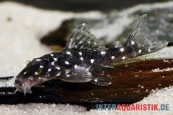Kleiner Orinoco-Saugwels, L 280, Micracanthicus Vandragti -AQUATLATI Geschaft Kleiner Orinoco Saugwels L 280 Micracanthicus vandragti 3