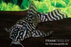 Kolumbianischer Zebrawels, L129, Hypancistrus Debilittera