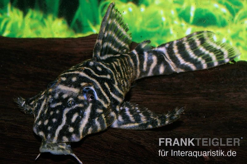 Kolumbianischer Zebrawels, L129, Hypancistrus Debilittera 3 Kolumbianischer Zebrawels, L129, Hypancistrus Debilittera