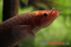 AQUATLATI Geschaft 10 AQUATLATI Geschaft -AQUATLATI Geschaft Kongo Schlammfisch Phractolaemus ansorgii