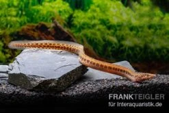 Kongo-Stachelaal, Mastacembelus Cf. Greshoffi (Kongo) -AQUATLATI Geschaft Kongo Stachelaal Mastacembelus cf greshoffi Kongo 1