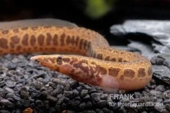 Kongo-Stachelaal, Mastacembelus Cf. Greshoffi (Kongo) -AQUATLATI Geschaft Kongo Stachelaal Mastacembelus cf greshoffi Kongo 2