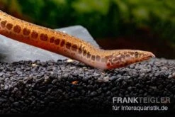 Kongo-Stachelaal, Mastacembelus Cf. Greshoffi (Kongo) -AQUATLATI Geschaft Kongo Stachelaal Mastacembelus cf greshoffi Kongo 5