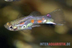 Kongo-Wildguppy, Poecilia Sp. Congo Guppy, 10 Paare (20 Fische) -AQUATLATI Geschaft Kongo Wildguppy Poecilia sp Congo Guppy 1