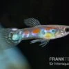 Kongo-Wildguppy, Poecilia Sp. Congo Guppy, 10 Paare (20 Fische) -AQUATLATI Geschaft Kongo Wildguppy Poecilia sp Congo Guppy 10 Paare 1