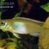 Kongocichlide, Nannochromis Nudiceps -AQUATLATI Geschaft Kongocichlide Nannochromis nudiceps 1