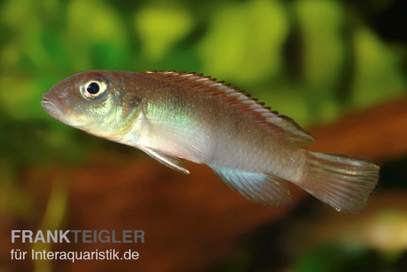Kongocichlide, Nannochromis Nudiceps 4 Kongocichlide, Nannochromis Nudiceps - Image 2
