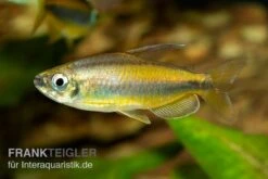 Goldener Kongosalmler, Phenacogrammus Aurantiacus 7 Goldener Kongosalmler, Phenacogrammus Aurantiacus -AQUATLATI Geschaft Kongosalmler Phenacogrammus aurantiacus 2